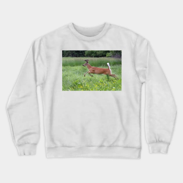 White-tailed Buck Crewneck Sweatshirt by Jim Cumming